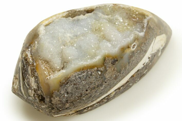 Chalcedony Replaced Gastropod With Sparkly Quartz - India #318721